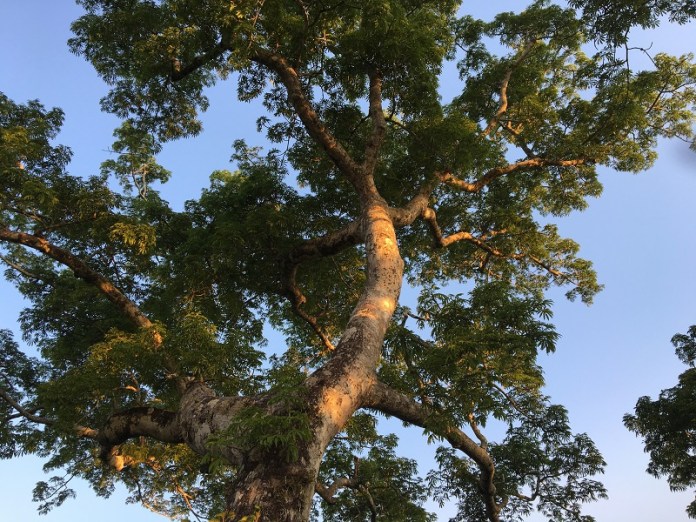 árboles