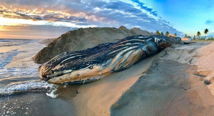 ballena