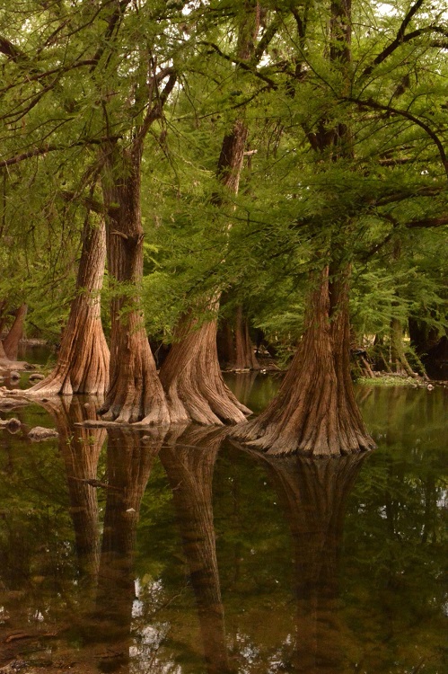 biodiversidad