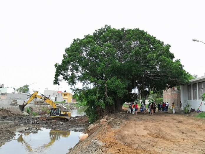El Gran Árbol