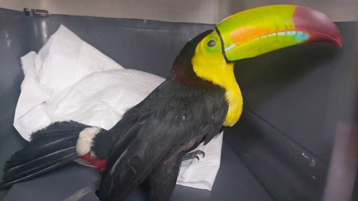 Fauna Profepa