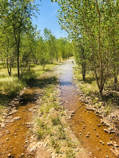 bosque