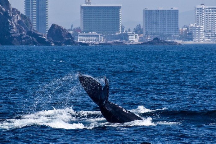 Observación de ballenas