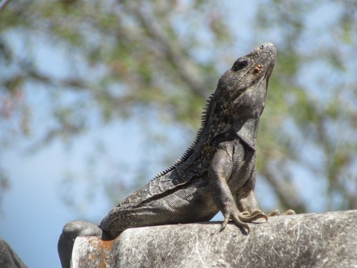 santuario de la iguana
