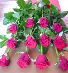 dozen-red-roses
