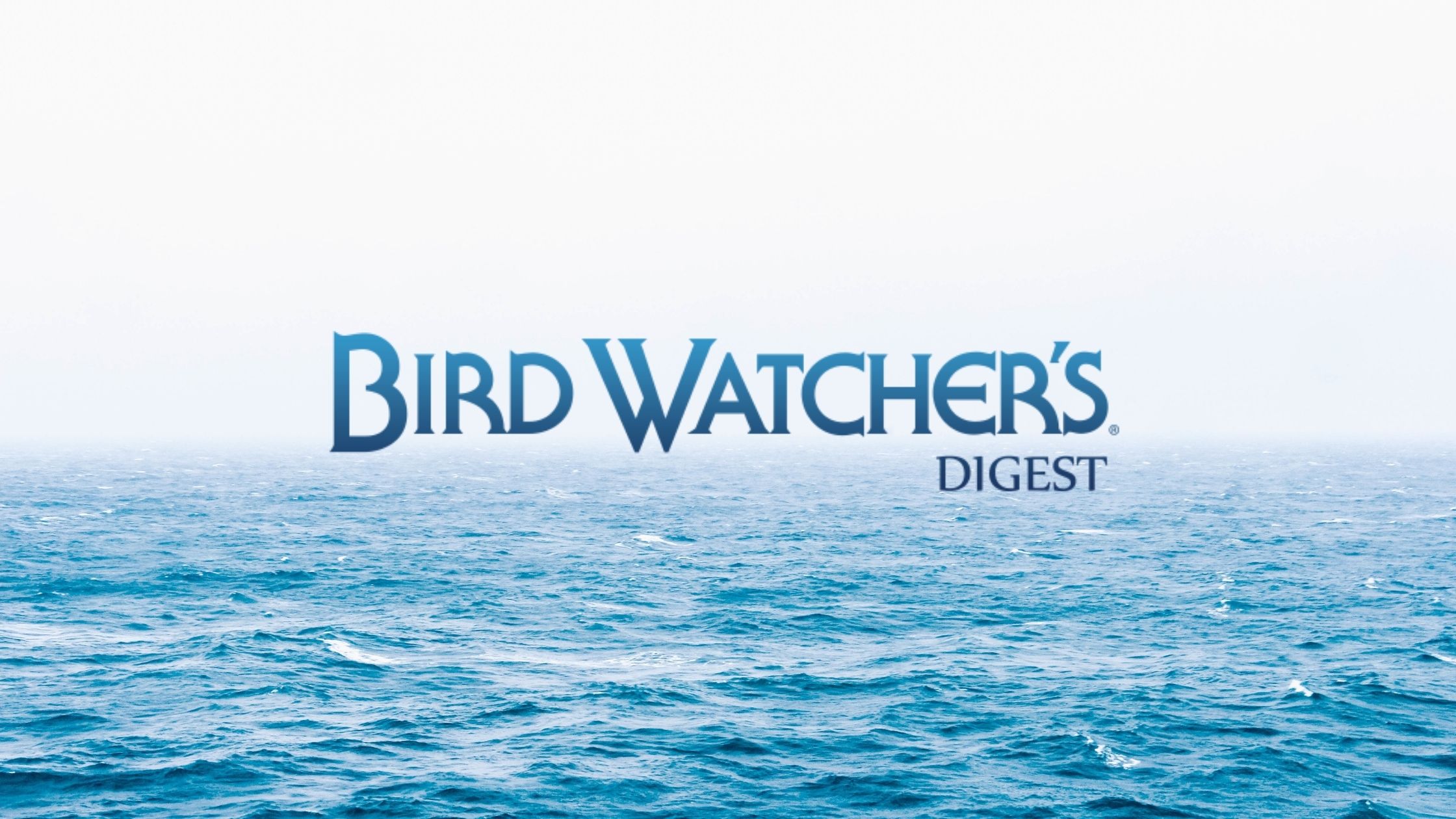 birdwatcher's digest interview