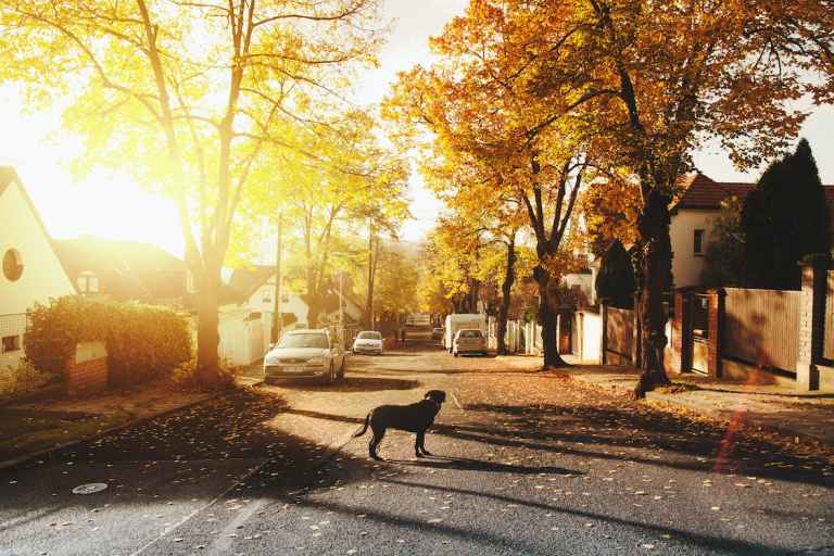 Image of a dog in the middle of a suburban street like in this creative writing prompt