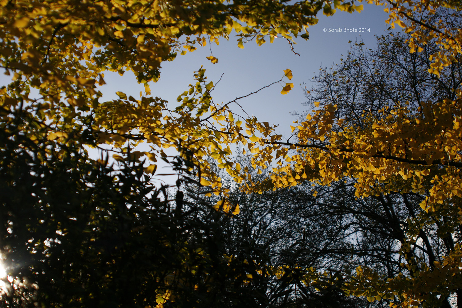 Autumn tree on Remembrance Day 2014