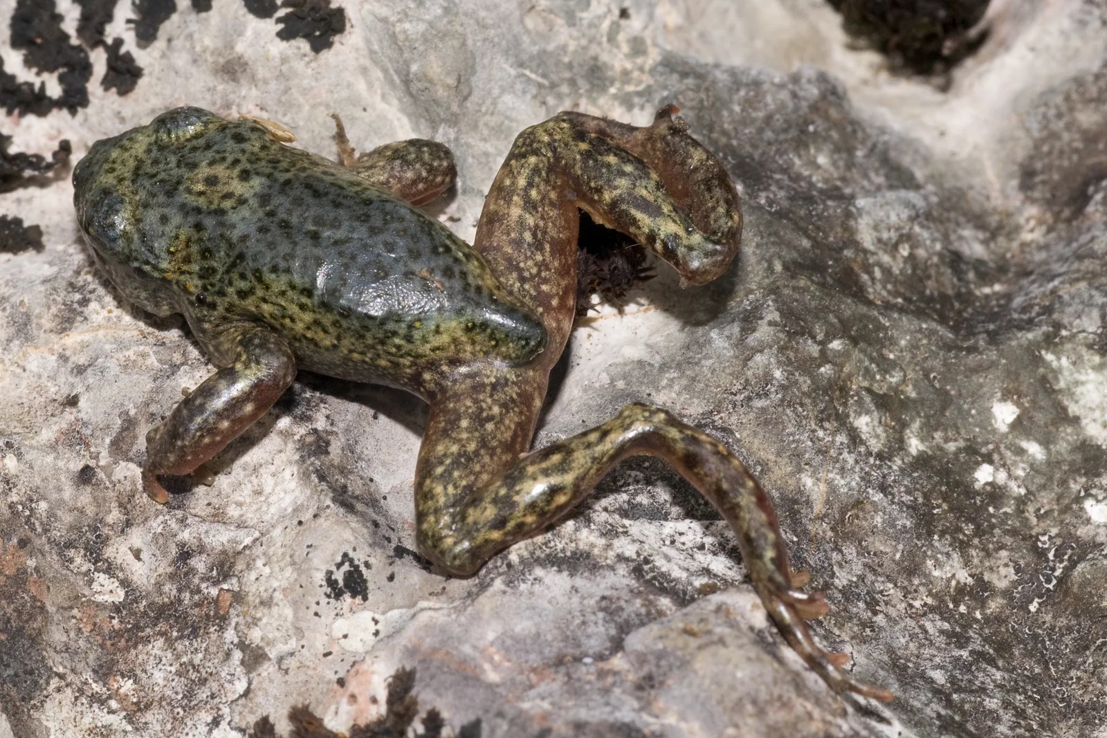 Obojživelník nalezený uhynulý v terénu během ohniska chytridiomykózy způsobené Bd