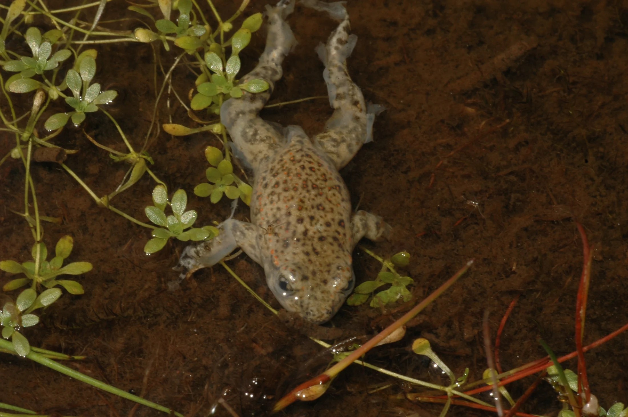Obojživelník nalezený uhynulý během ohniska chytridiomykózy
