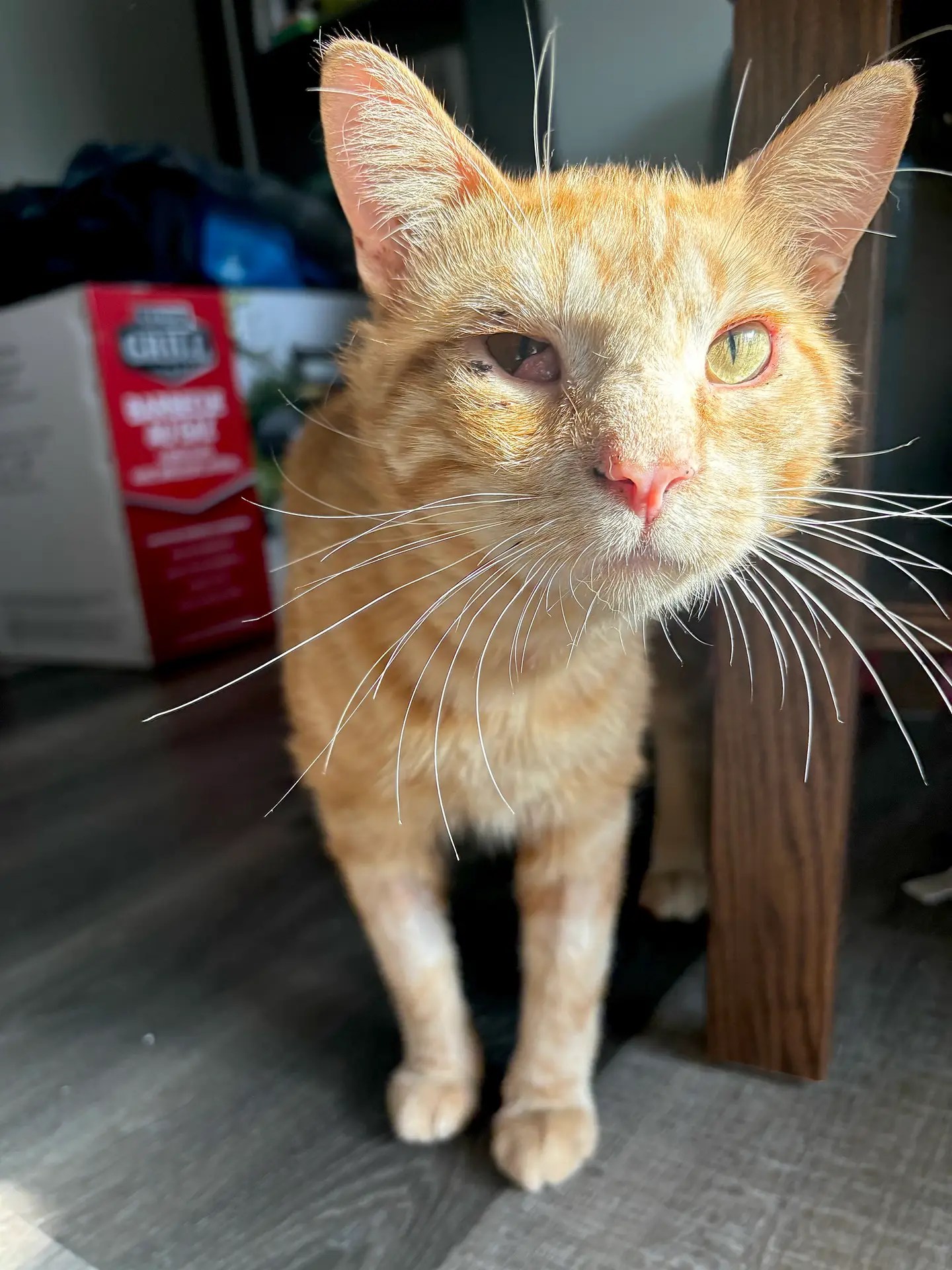 Simba3