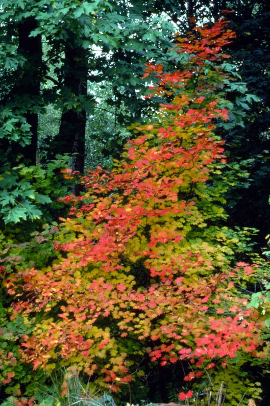 Rhamnus Purshiana Cascara Tree Peel S Nurseries