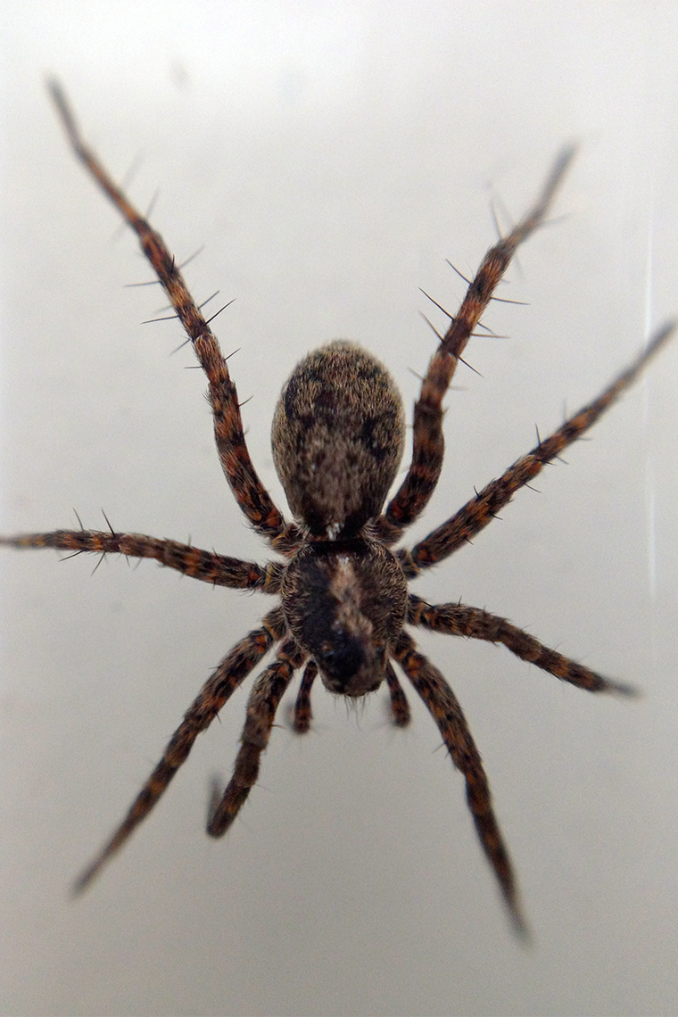 The lifespan of a house spider is typically limited to only about a year. Warming alters predator-prey interactions in the Arctic