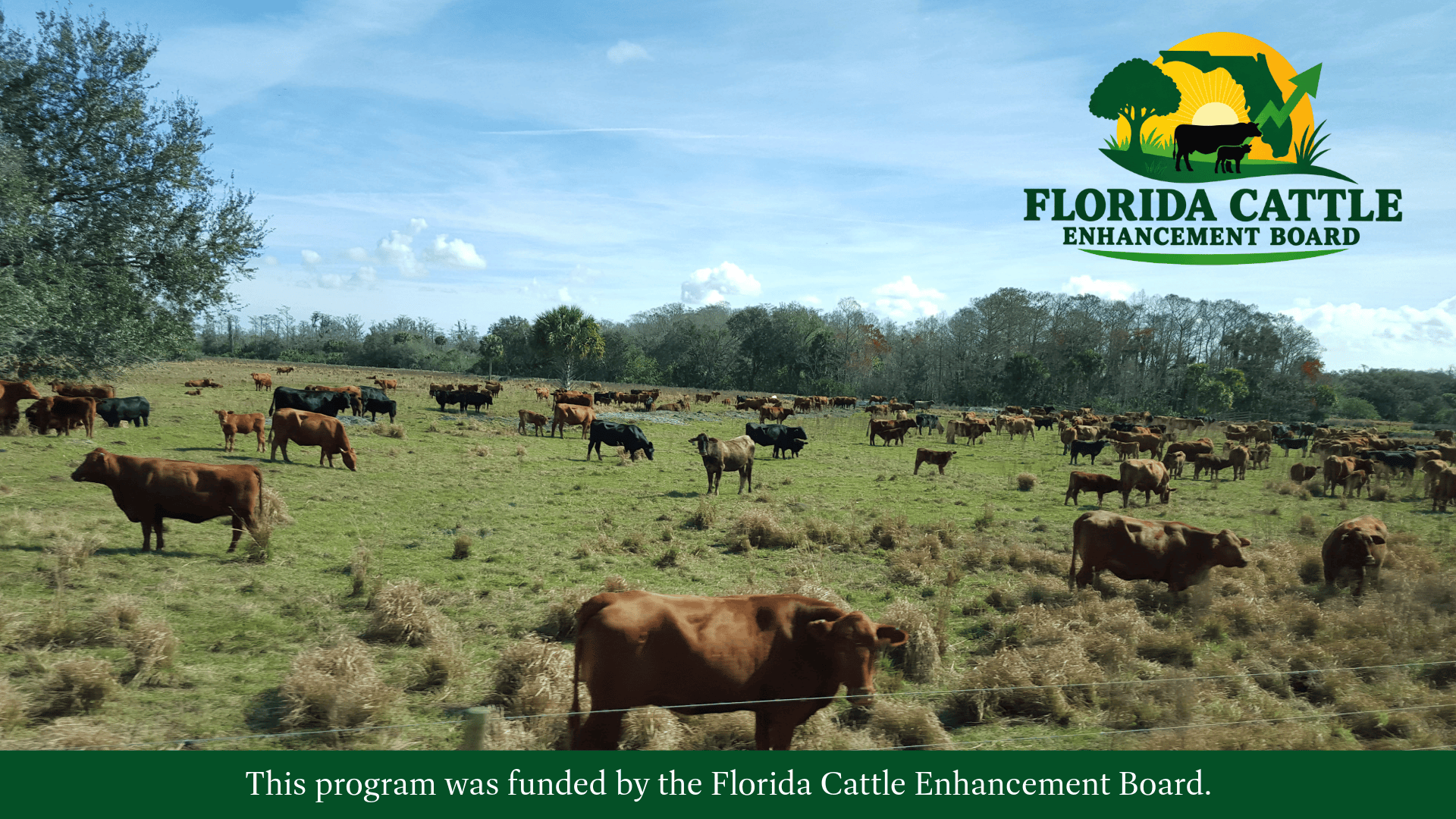 Featured image for “Dr. Tim Marshall: Rebuilding Florida’s Cattle Herd and Preparing the Next Generation”