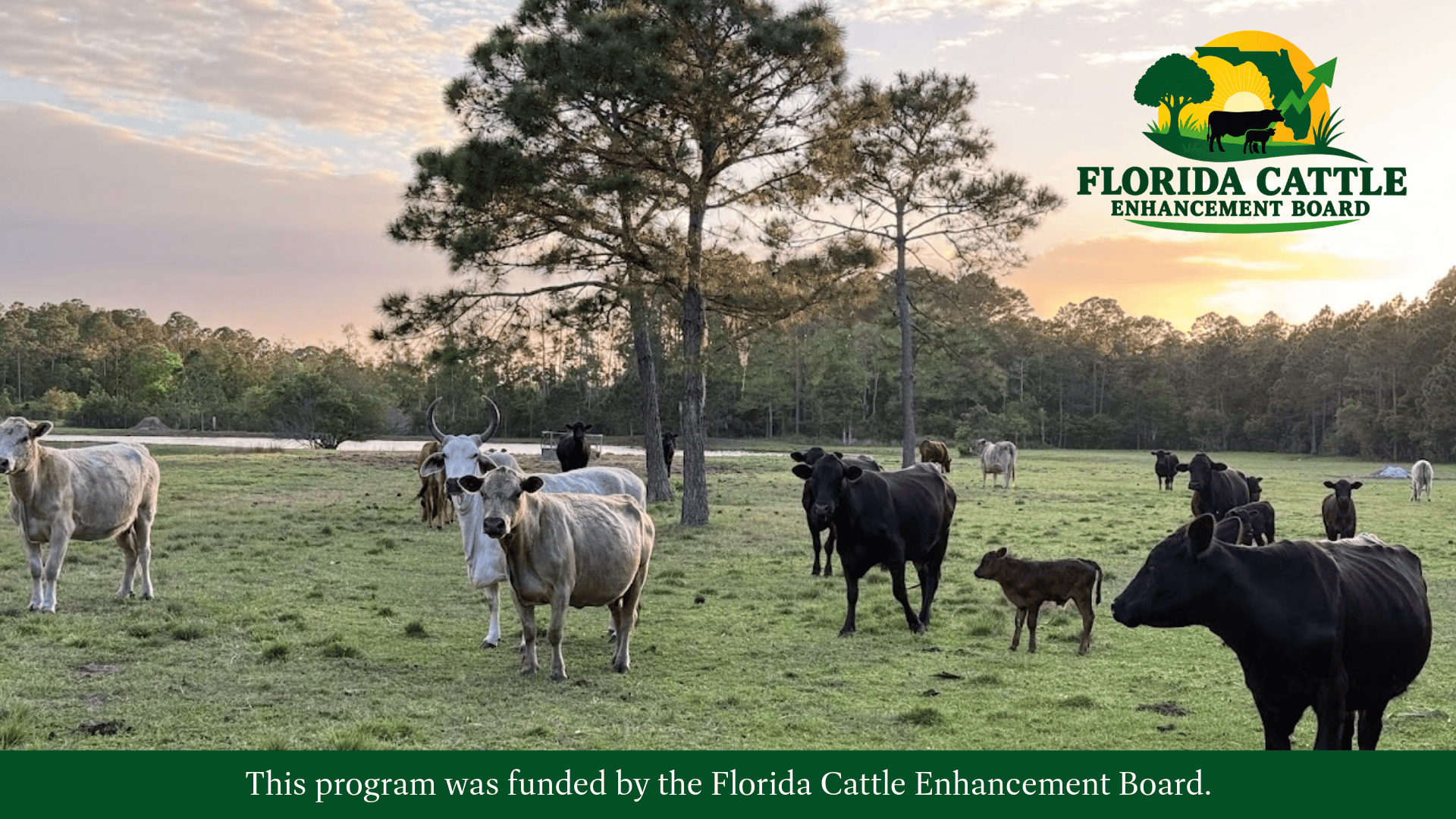 Featured image for “Dusty Holley Shares Insights on Florida’s Cattle Industry”