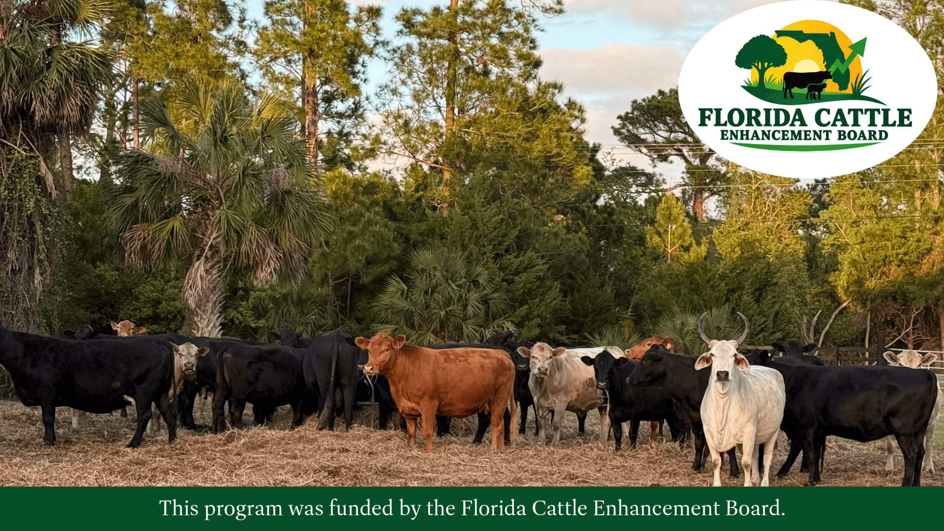 Featured image for “Jody Counts Shares the Legacy and Future of Florida’s Cattle Industry”