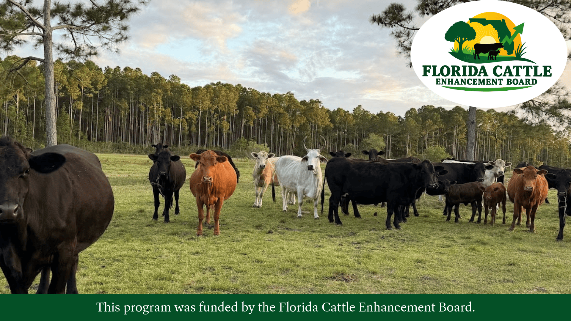 Featured image for “Florida State Veterinarian Shares Thoughts on Current and Possible Future Cattle Industry Threats”