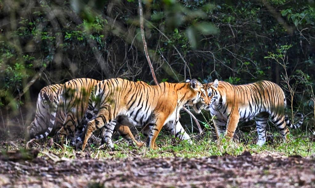 TVS company’s social services trust invests Rs 2 crore for Tiger conservation in Tamil Nadu & Karnataka