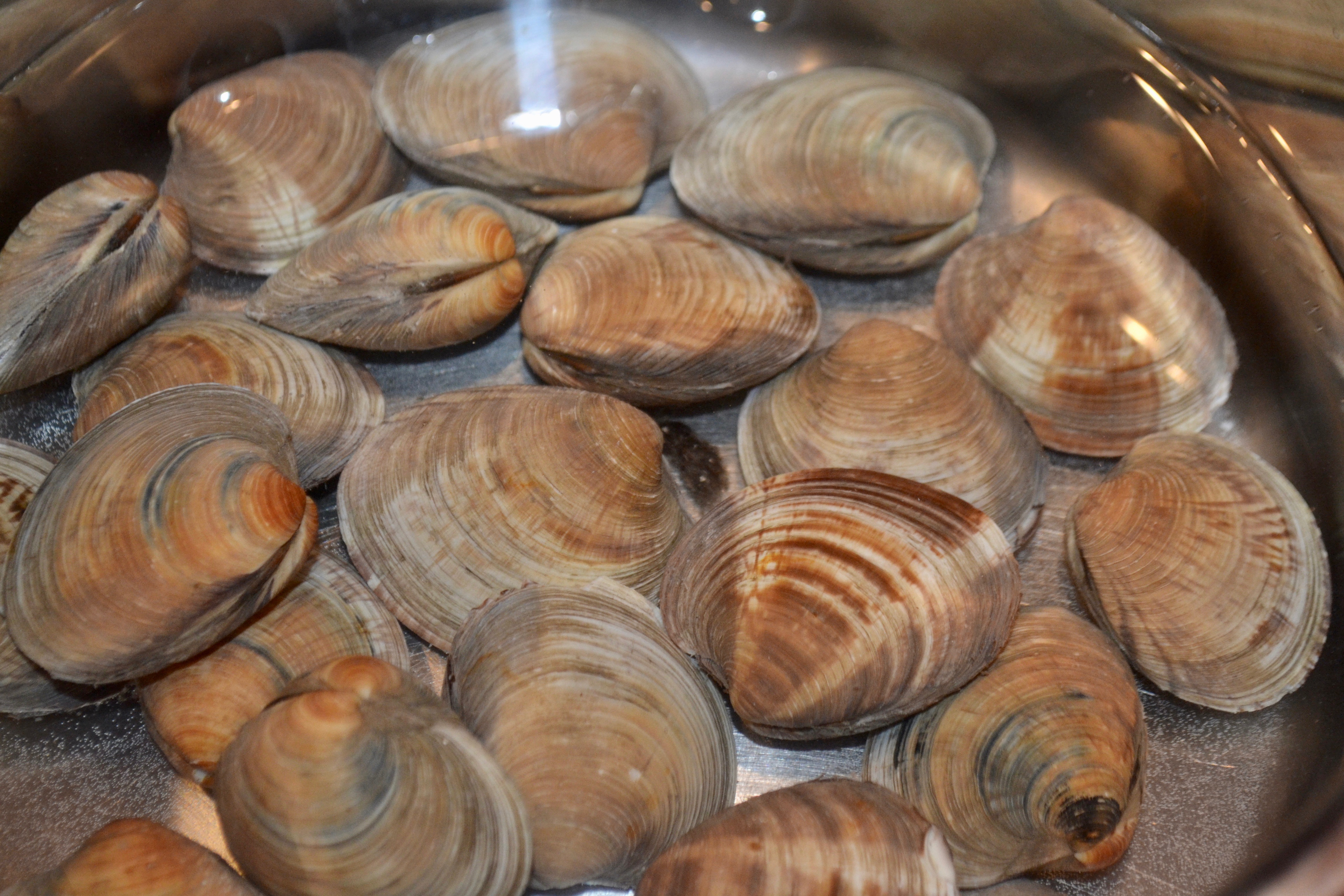 Soaking clams