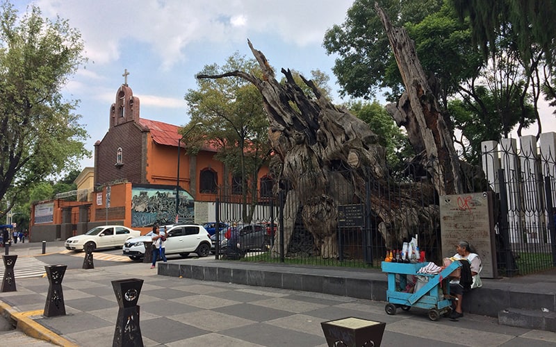 Cambio de nombre del Árbol de la Noche Triste