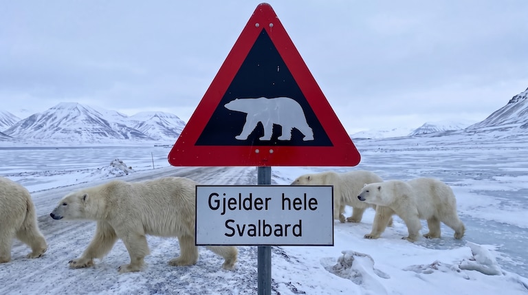 Multan a un turista en Noruega con más de USD 5.000 por despertar a un oso polar con una sirena 🐻‍❄️🚨