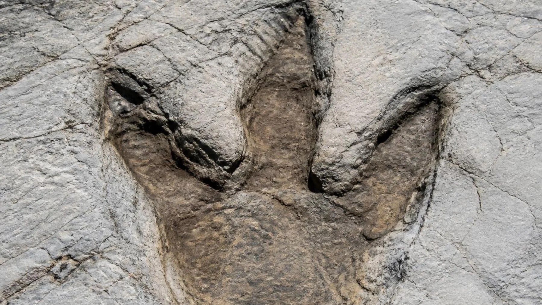 Paleontólogos hallan en Dakota del Norte las primeras huellas fosilizadas de un Tyrannosaurus rex adulto 🦖🐾🦴