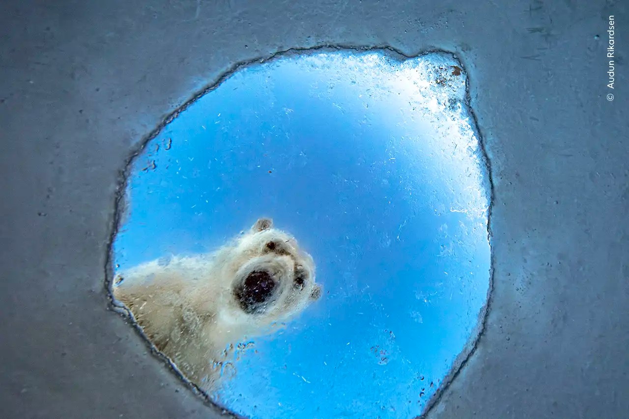 Las mejores fotos de la semana en National Geographic: de un oso polar curioso al geco enano azul 🐻‍❄️🦎📸