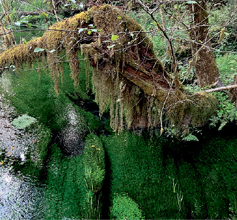 ホー・レイン・フォレスト＆ワイルド・ウェーブズ・テーマ＆ウォーター