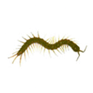 çiyan ilaçlama