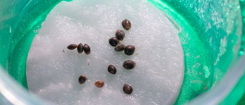 Growers Needs Hydroponica - Artistic Gradient Background - Mobile