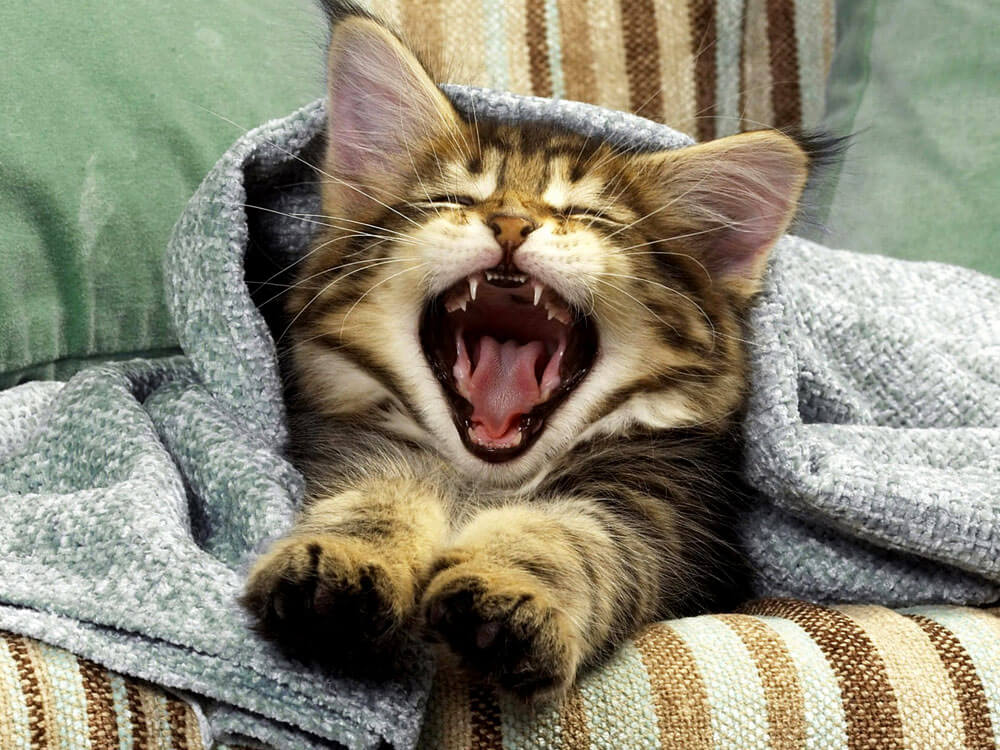 Why is my cat kneading? 3 vets weigh in