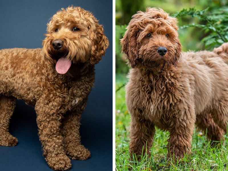 Cockapoo Vs Cavapoo Which Is Easier To Train - Premium Geometric Illustration Gallery - Mobile