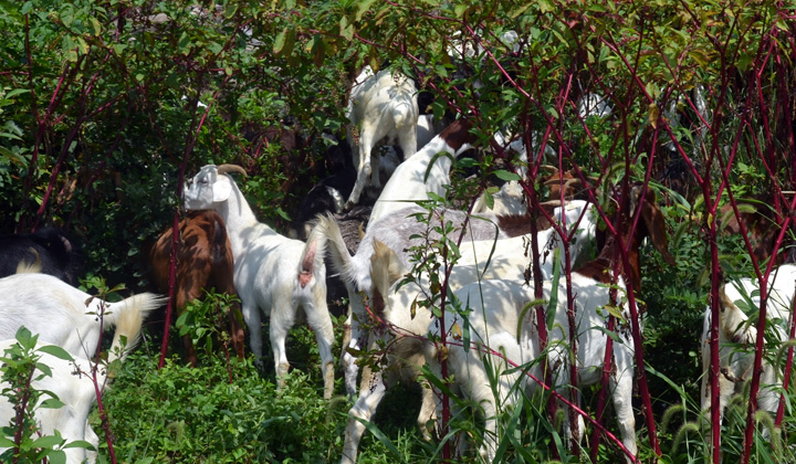 Green Green Goats Weasyl - Best Gradient Images in 4K