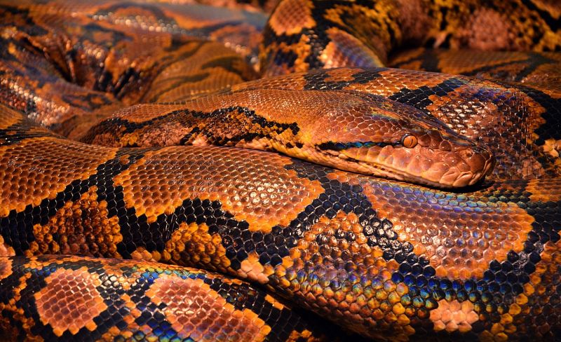 Python Animal Kingdom - 4K Sunset Textures for Desktop