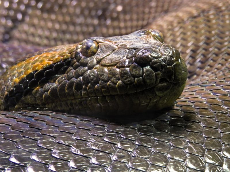 Python Animal Kingdom - Nature Wallpapers - Premium HD Collection