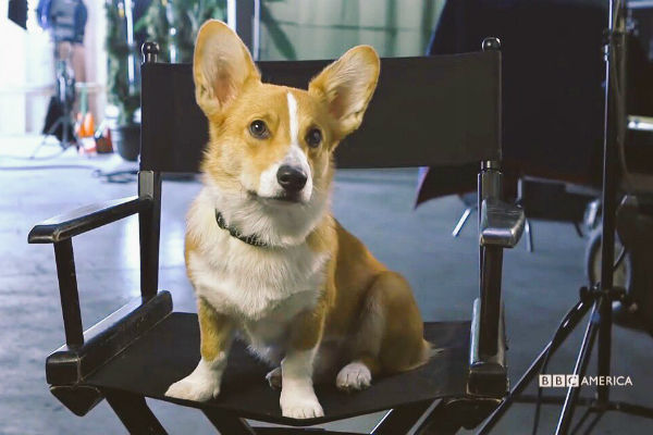 bentley_in_chair