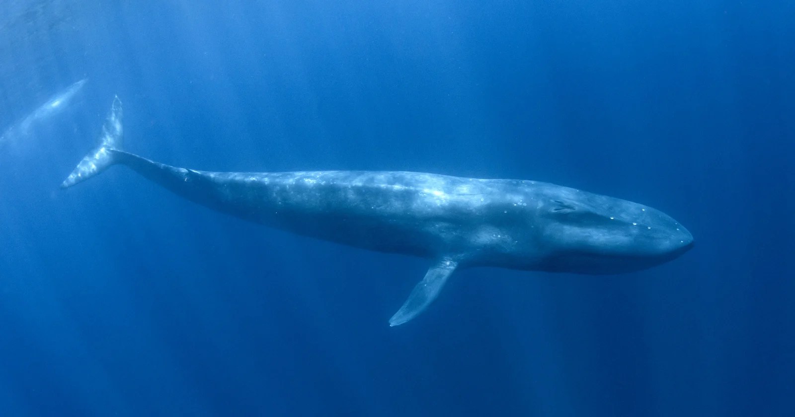 Blue Whale's Heart: The Strangest Beat in the Ocean - Extreme Bradycardia and Tachycardia Explained (2026)