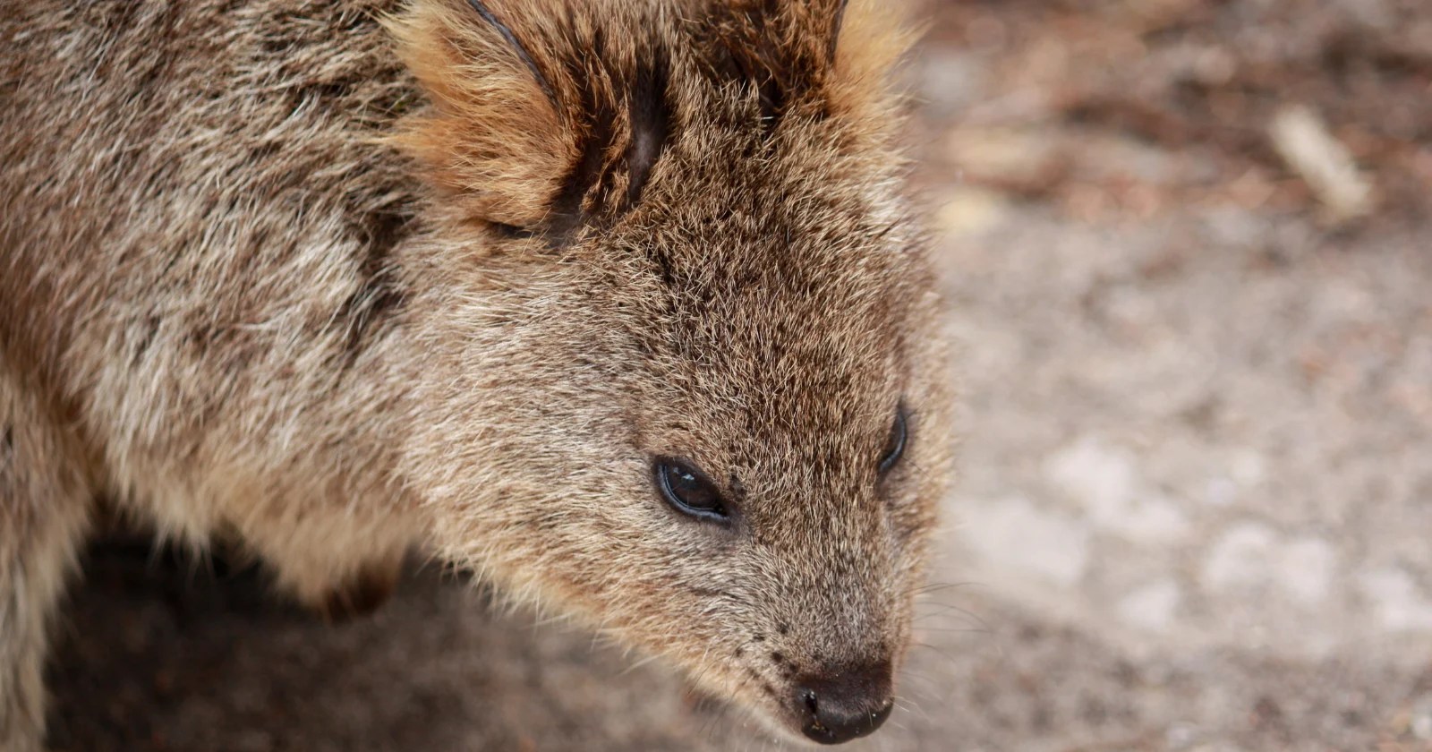 Uncovering Australia's Lost Marsupial Order: Keeunamorphia's 35 Million Year Mystery (2026)