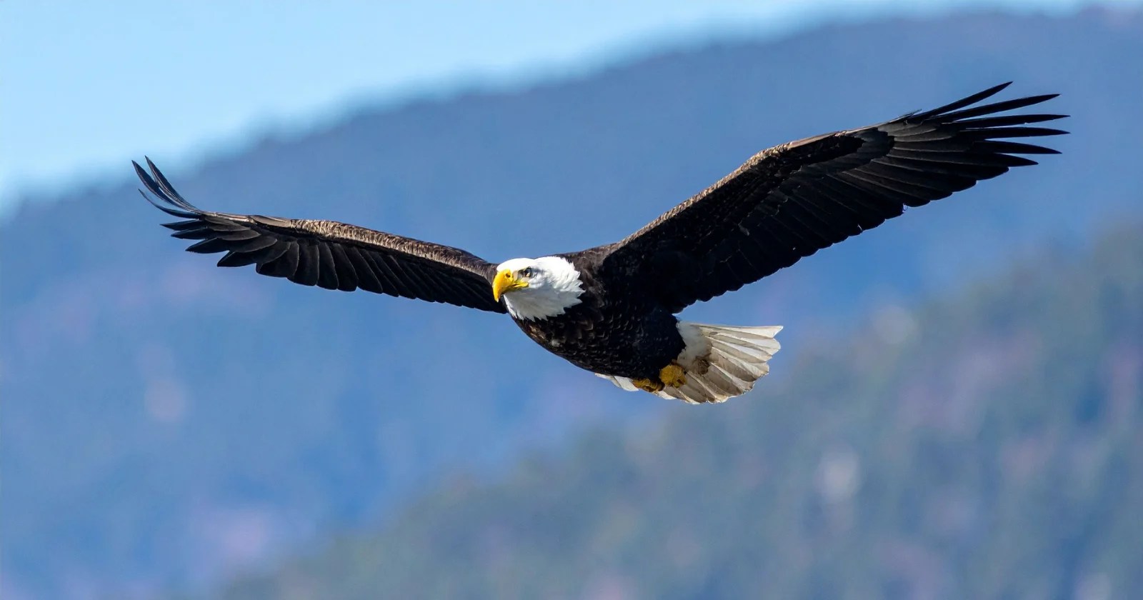 Wind Farm Company Admits Killing 150 Eagles in Landmark Case: $29K Fine Per Bird (2026)