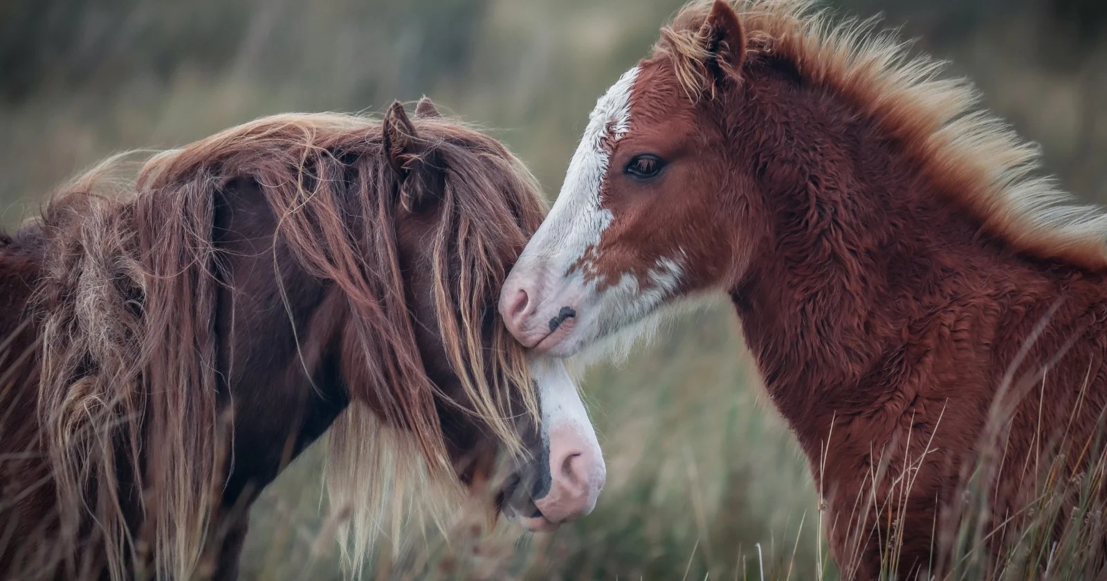 Feral Horses' Gut Bacteria: Social Bonds Trump Genetics (2026)