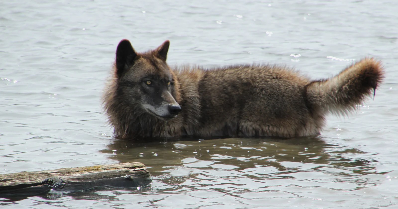 Wild Wolf Swims to Retrieve Crab Trap: Unprecedented Footage (2026)
