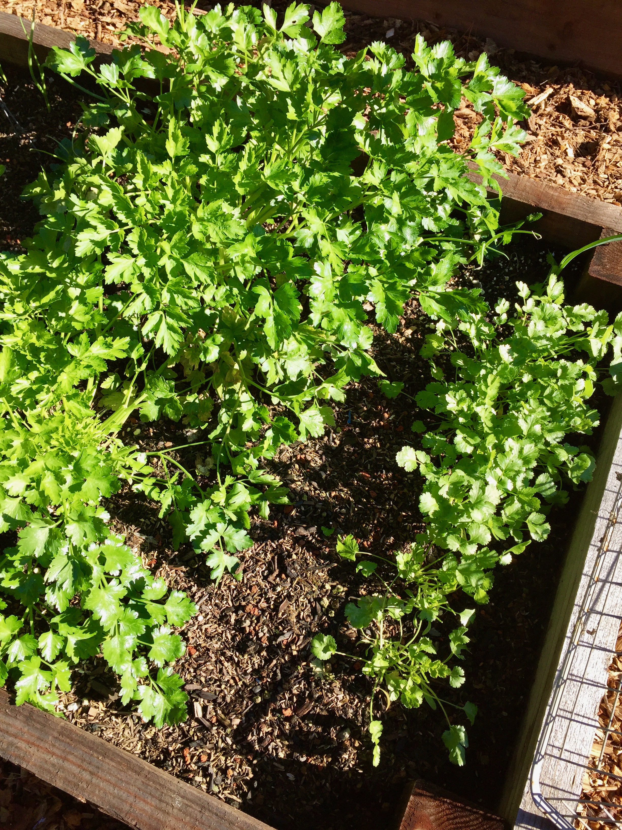 Parsley and Cilantro