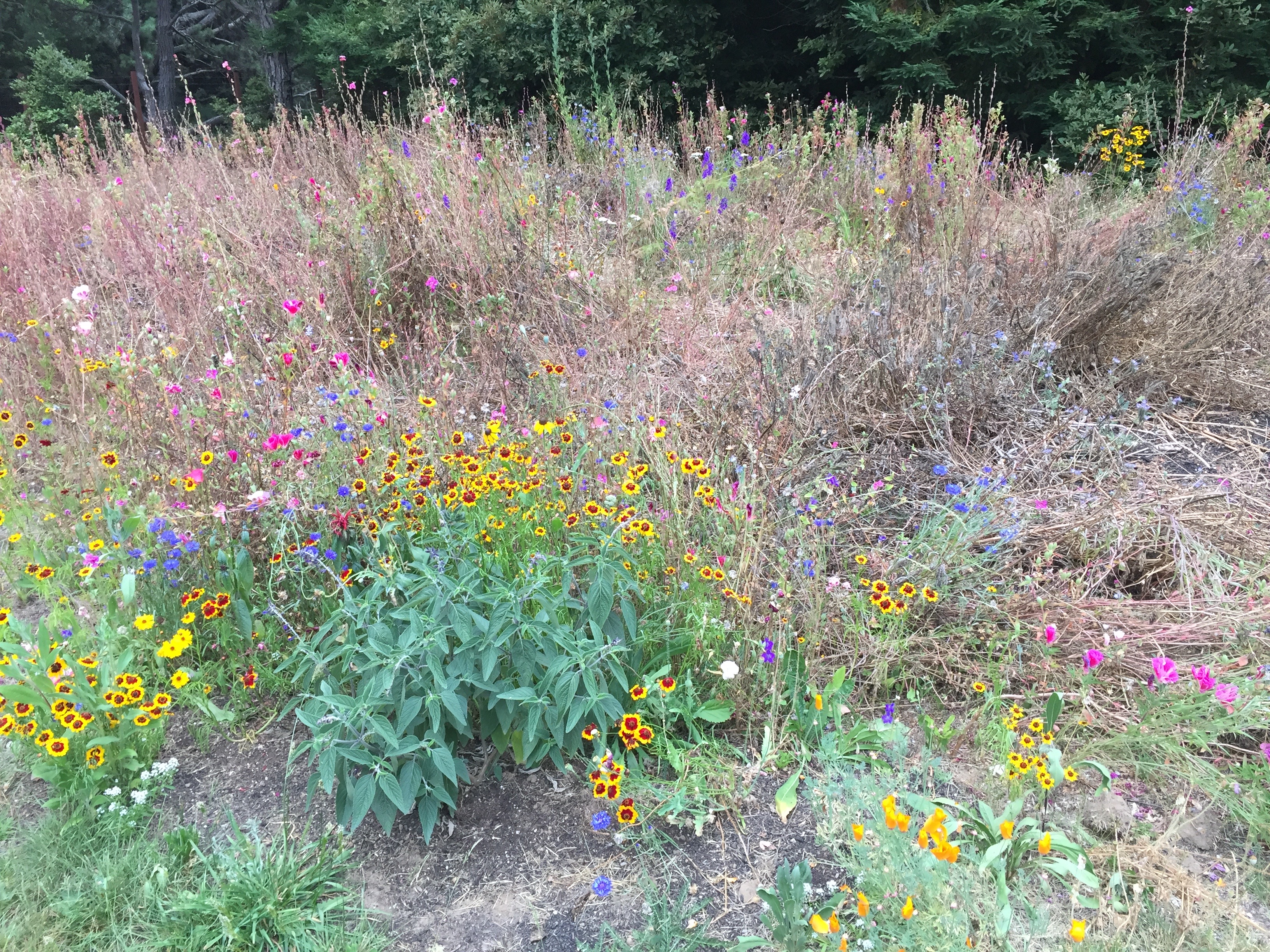 Pollinator Garden - Before