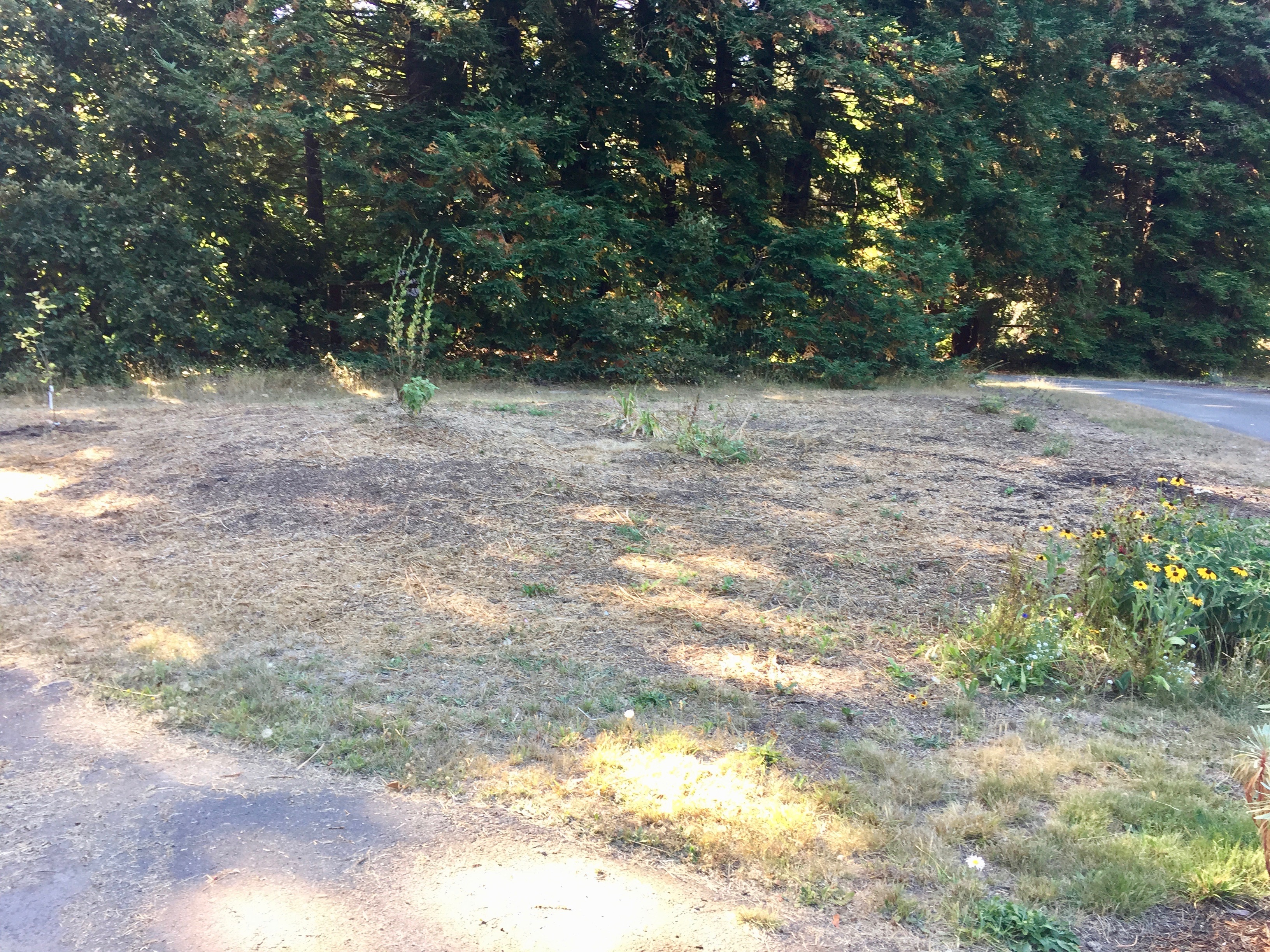 Pollinator Garden - After