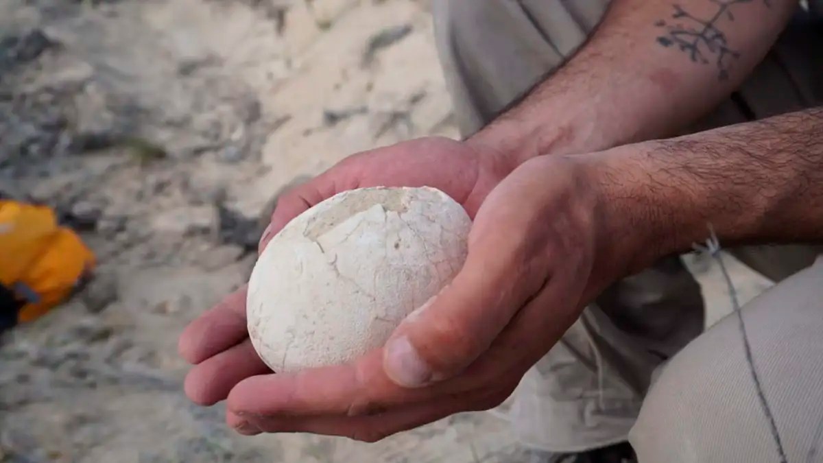 В Испании нашли яйца динозавров возрастом 72 миллиона лет