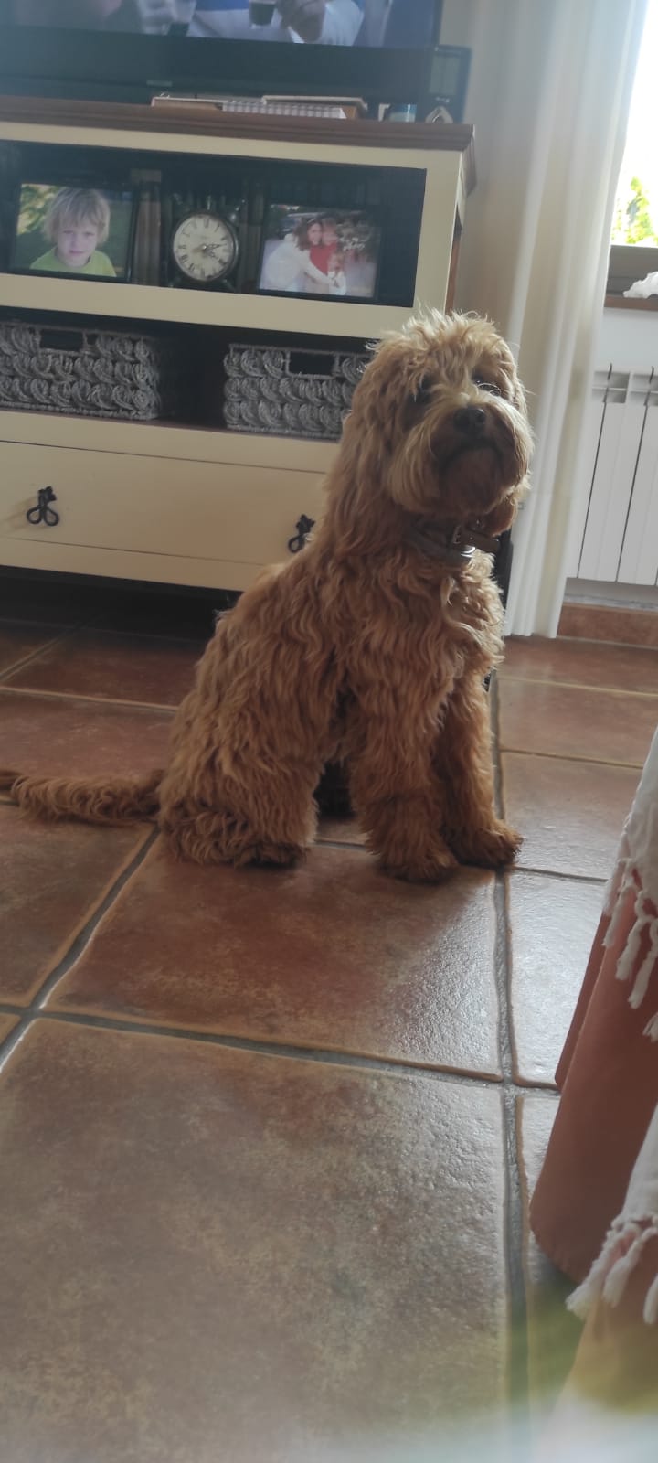 Cachorro de Labradoodle Australiano de manto rojizo dando sus primeros pasos en casa