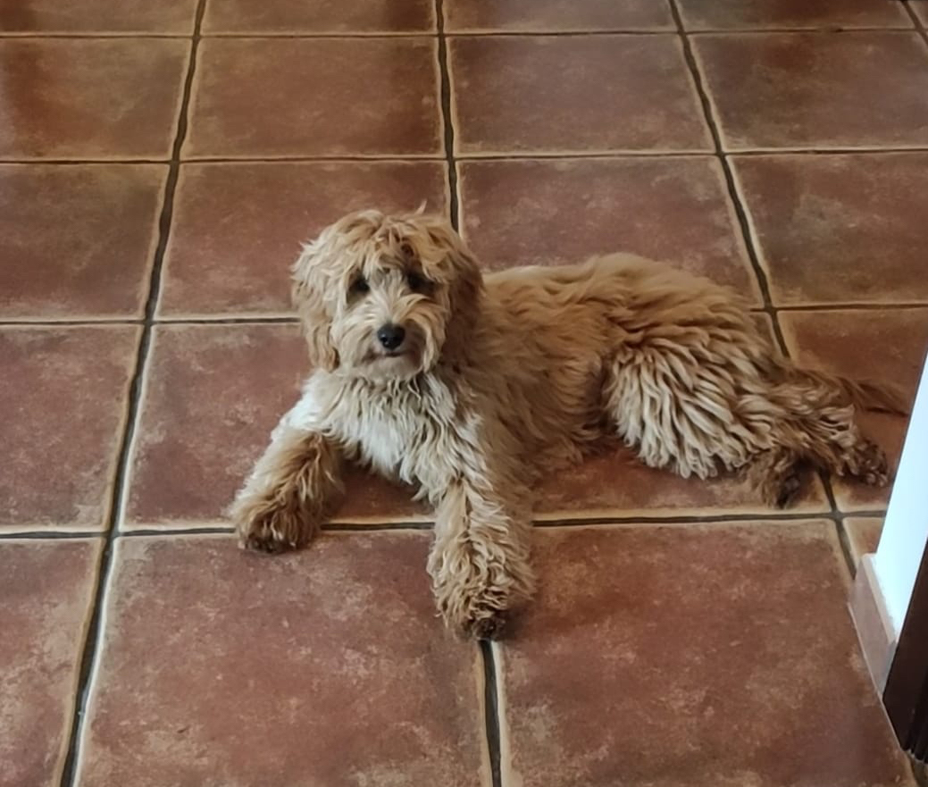 Moka, Labradoodle Australiano adulto de manto parti, tumbada al sol