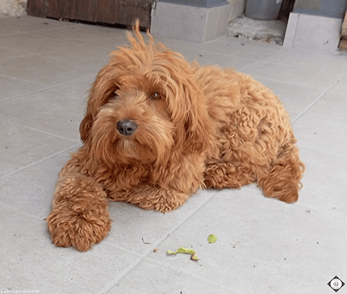 Eleven, Labradoodle Australiano reproductor de Spaindoodles