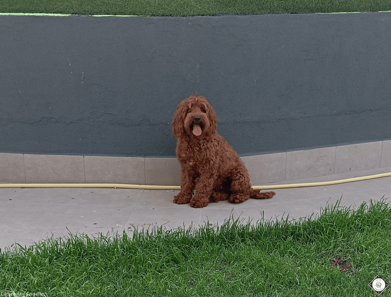 Hanna, Labradoodle Australiano de manto chocolate, sentada en el jardín