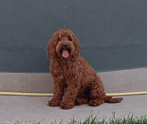 Hanna, Labradoodle Australiano reproductora de Spaindoodles